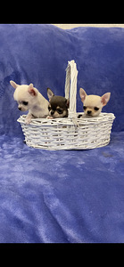 Chihuahua (4 foto no 5)