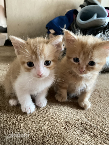 Котята