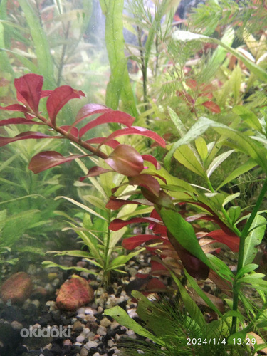 Akvaariumi taimed (foto #2)
