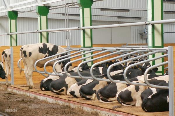 Talu kioske varustus / lehmalatrid erinevad montaaži (foto #8)
