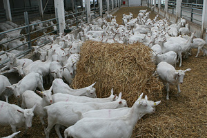 Kitsefarmi tehnika/ Lamba-ja kitsefarmide sisustus (5 foto / 10)