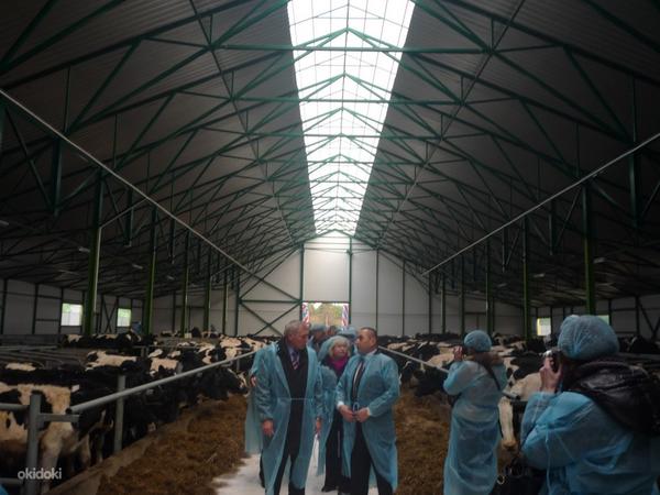 Loomakasvatusfarmide sisustus Veisefarmi seadmed (foto #7)