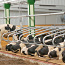 Стойловое оборудование ферм для крупного рогатого скота (фото #1)