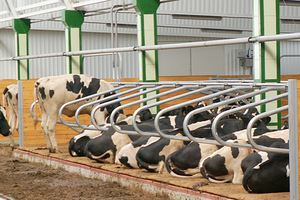 Стойловое оборудование ферм для крупного рогатого скота