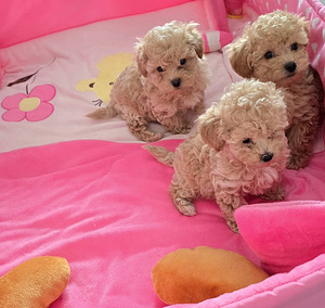 Maltipoo (2 foto / 3)