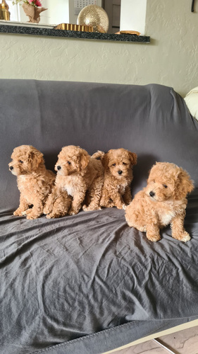 Maltipoo
