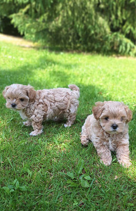 Maltipoo (1 foto / 7)