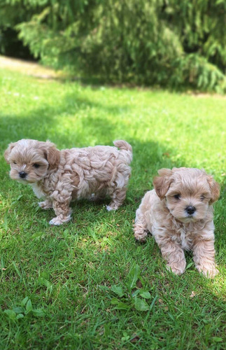 Maltipoo