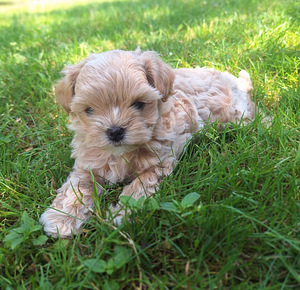 Maltipoo (2 foto / 7)