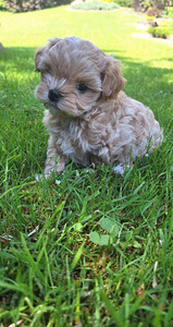 Maltipoo (5 foto / 7)