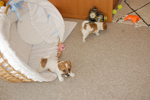 Jack Russell terrier kutsikad