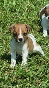 Kutsikad Jack Russelli terjer (2 foto / 3)
