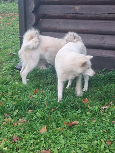 Akita Inu (3 foto / 3)