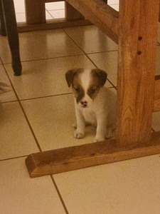 Jack Russelli terjeri kutsikad (2 foto / 3)