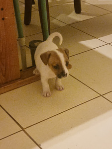 Jack Russelli terjeri kutsikad (3 foto / 3)