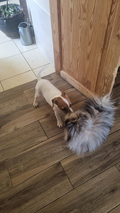 Jack Russelli terjeri kutsikad (2 foto / 3)