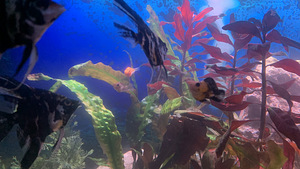 Ära anda suur akvaarium + kalad ja kõik muu (6 foto / 7)
