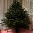 Jõulukuusk Picea Abies koos transpordiga (foto #2)
