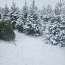 Jõulukuusk Picea Abies koos transpordiga (foto #3)