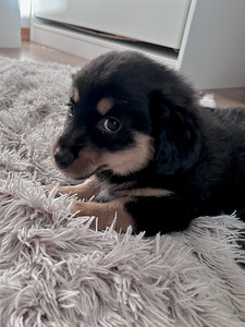 Щенки на продажу!!! (8 фото из 9)