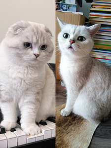 Scottish Fold kiisud (4 foto / 4)