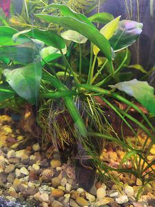 Anubias (1 foto / 1)