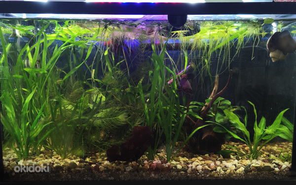 Vallisneria