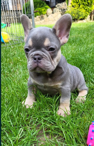 Prantsuse buldogi