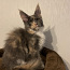 Maine Coon котенок (фото #2)