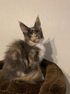 Maine Coon kassipoeg (2 foto / 4)