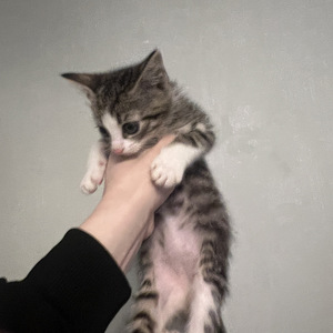 Милый котёнок (5 фото из 6)