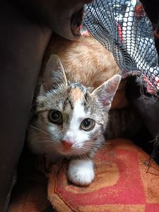 Котята ищут дом (2 фото из 3)
