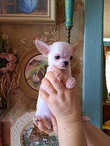 Suurepärased lapsed chihuahua (2 foto / 9)