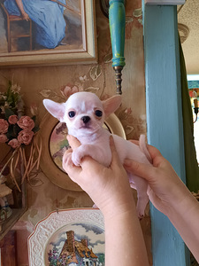 Suurepärased lapsed chihuahua (4 foto / 9)