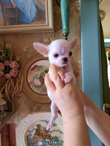 Suurepärased lapsed chihuahua (6 foto / 9)