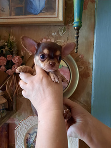 Suurepärased lapsed chihuahua (7 foto / 9)