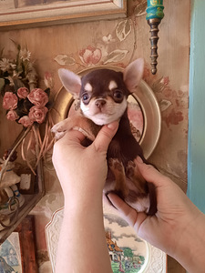 Ilusad ninaga chihuahuad (2 foto / 9)