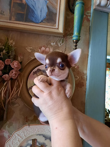 Ilusad ninaga chihuahuad (6 foto / 9)
