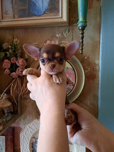 Ilusad ninaga chihuahuad (9 foto / 9)