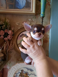 Ilusad ninaga chihuahuad (1 foto / 9)