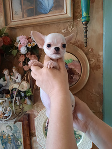 Ilus miniatuurne chihuahua (3 foto / 9)