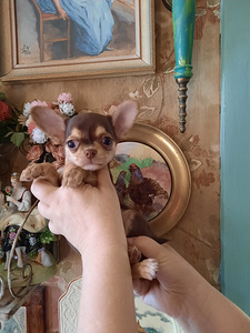 Ilus miniatuurne chihuahua (6 foto / 9)