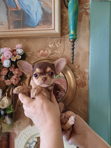 Ilus miniatuurne chihuahua (7 foto / 9)