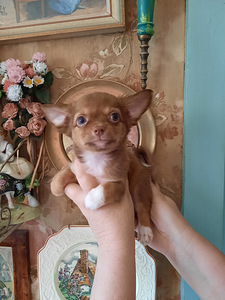 Suurepärane chihuahua beebi (3 foto / 10)