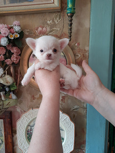 Armsad chihuahua beebid (1 foto / 2)