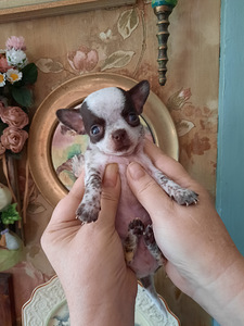 Chihuahua miniatuur (reserv) (5 foto / 7)