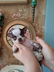 Chihuahua miniatuur (reserv) (1 foto / 7)