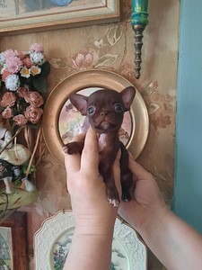 Chihuahua miniatuur (reserv) (3 foto / 7)