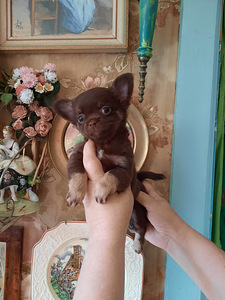 Chihuahua miniatuur (reserv) (6 foto / 7)