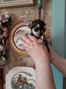 Chihuahua miniatuur (reserv) (7 foto / 7)